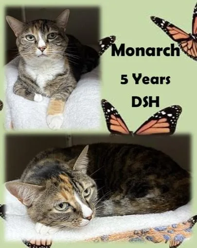 An adult medium-sized female Tortoiseshell Domestic Short Hair cat named Monarch for adoption in Franklin, IN