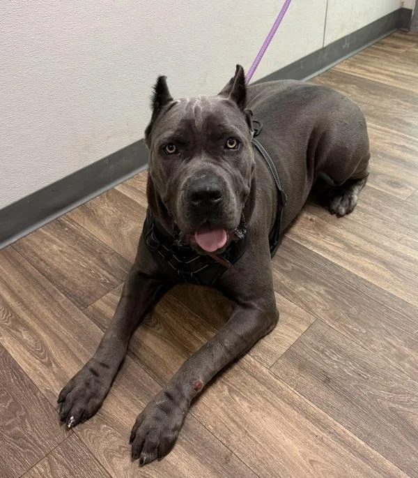 An adult extra large-sized female Cane Corso dog named Rouge for adoption in San Diego, CA