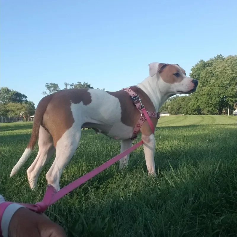 An adult medium-sized female Pit Bull Terrier dog named Katniss for adoption in Baltimore, MD
