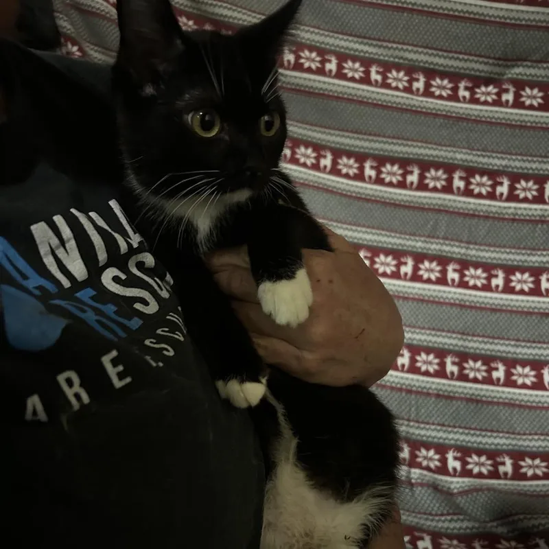 A young medium-sized male Black Domestic Short Hair cat named Jefferson for adoption in Hemet, CA