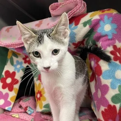 A baby small-sized male Domestic Short Hair cat named Alan for adoption in Wheaton, IL