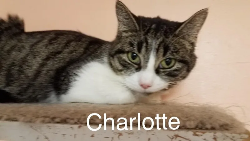 Charlotte thumbnail 2