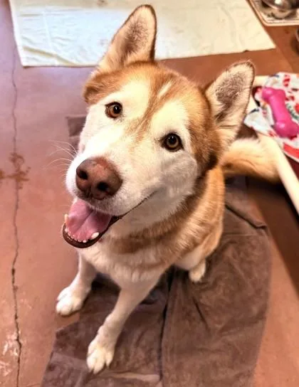 An adult large-sized male Red / Chestnut / Orange Husky dog named Blaze for adoption in Stanwood, WA