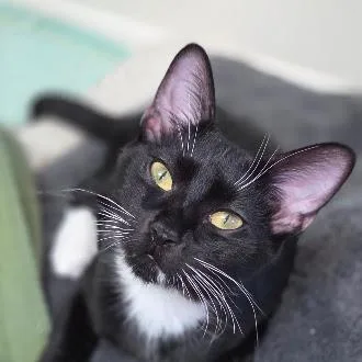 A baby medium-sized male Black & White / Tuxedo Domestic Short Hair cat named Particle Man for adoption in Renton , WA