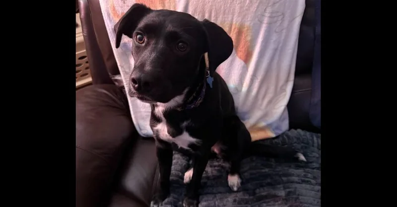 A young medium-sized female Tricolor (Brown, Black, & White) Labrador Retriever dog named Lily Pad for adoption in Youngsville, NC