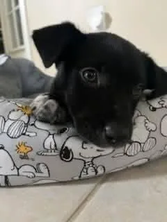 Oreo Cute