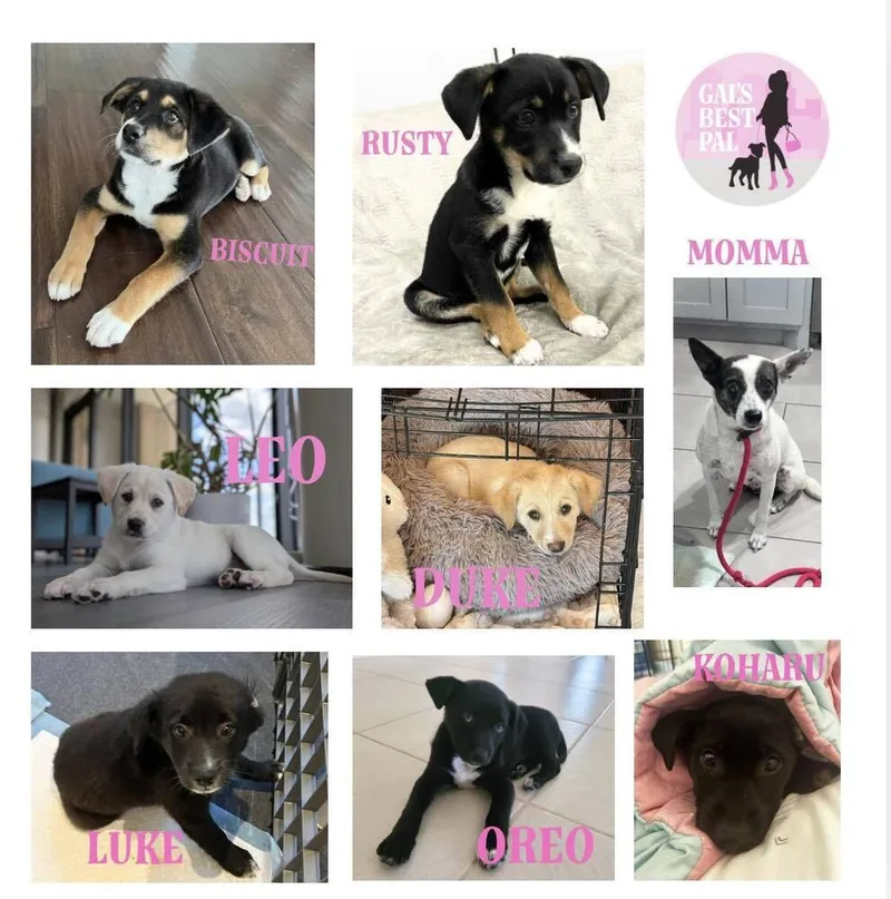 Oreo Cute thumbnail 2