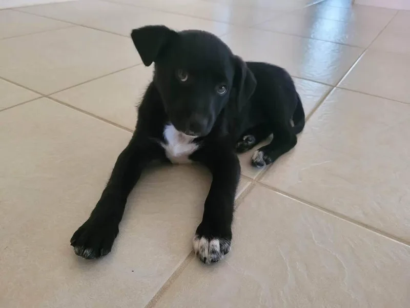 Oreo Cute thumbnail 3
