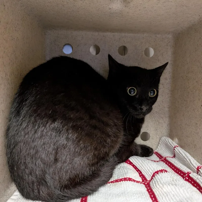 A young medium-sized male Black Domestic Short Hair cat named Polaris for adoption in Brookfield, WI
