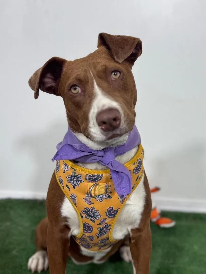 A young medium-sized female Brown / Chocolate Pit Bull Terrier dog named Galilea for adoption in Carlsbad, CA