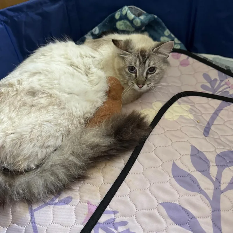 A young small-sized female Cream / Ivory Ragdoll cat named Sasha for adoption in Ferndale, WA