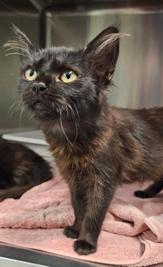 A baby small-sized female Domestic Short Hair cat named Eve for adoption in Athens, TN