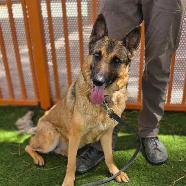 An adult large-sized female German Shepherd Dog dog named Toph for adoption in Las Vegas, NV