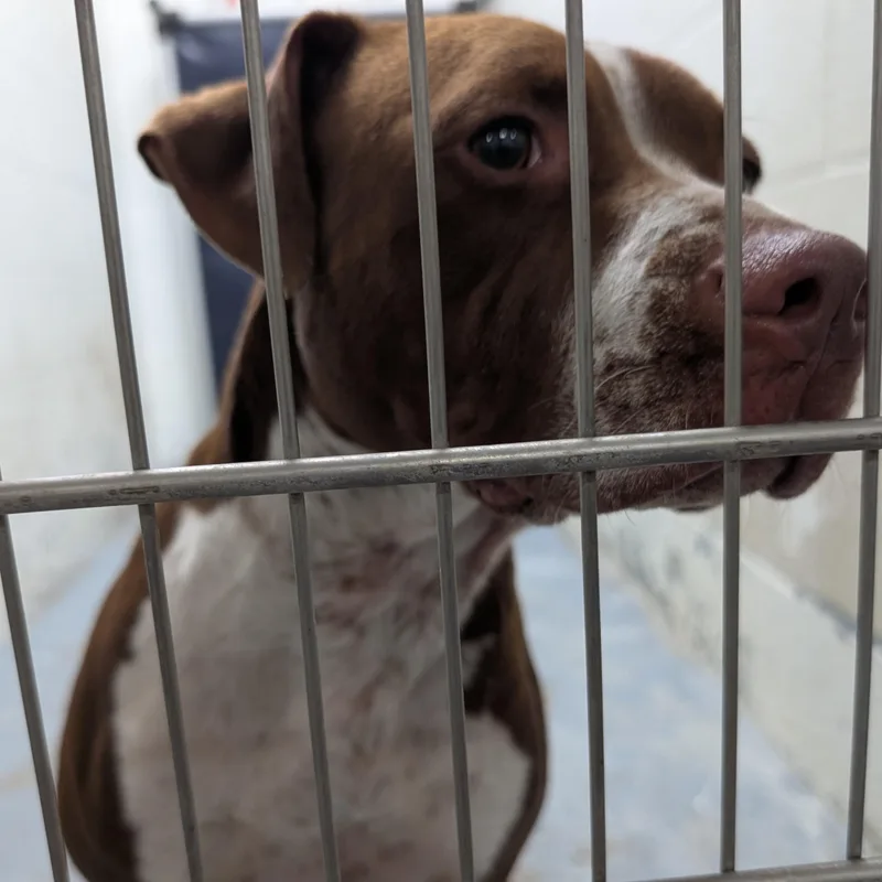 An adult medium-sized female Brown / Chocolate Pit Bull Terrier dog named Looking For Owner for adoption in Ravenna, OH