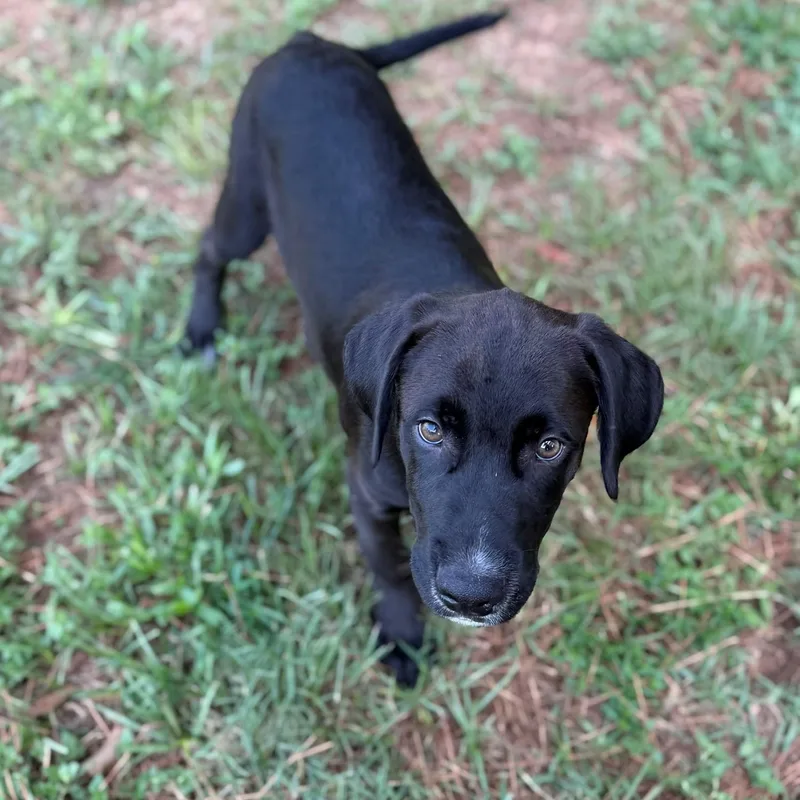 A young medium-sized male Black Labrador Retriever dog named Mr. Meaner for adoption in Summerdale, AL
