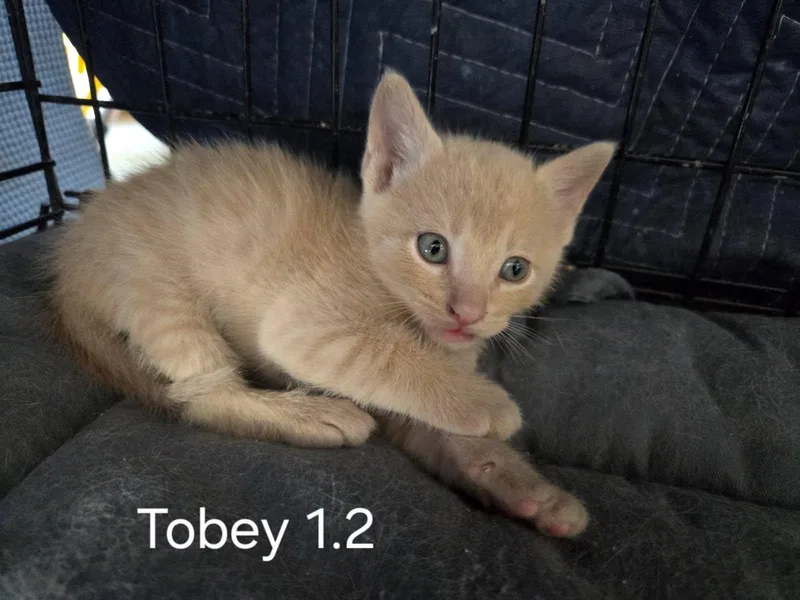 A baby small-sized male Domestic Short Hair cat named Tobey for adoption in Dixon, CA