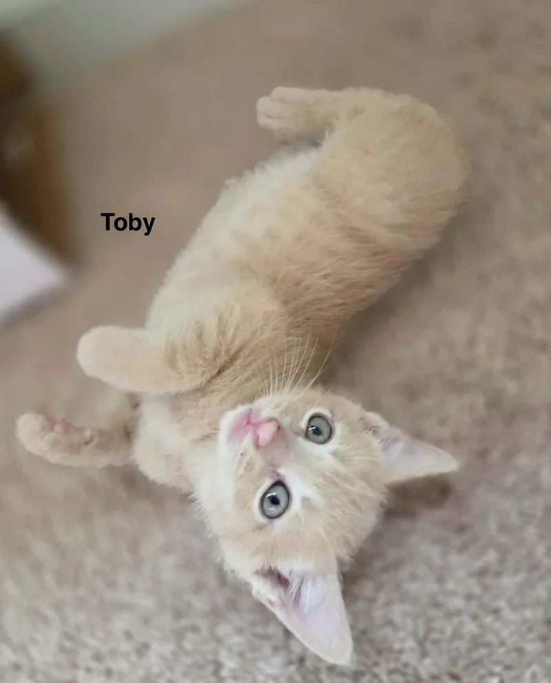 Tobey thumbnail 2