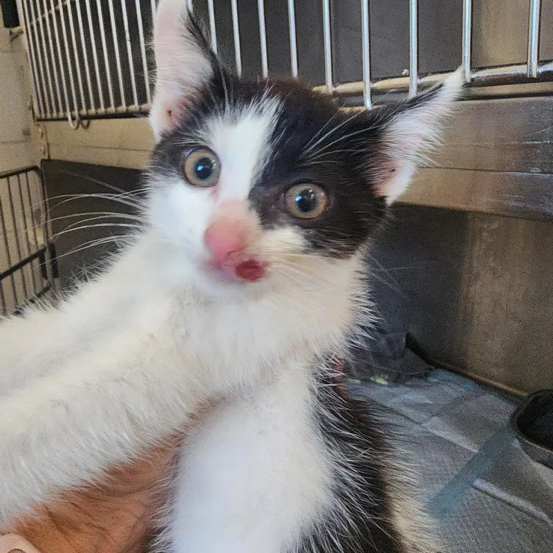 A baby small-sized female White Domestic Short Hair cat named Dezi for adoption in Evensville, TN