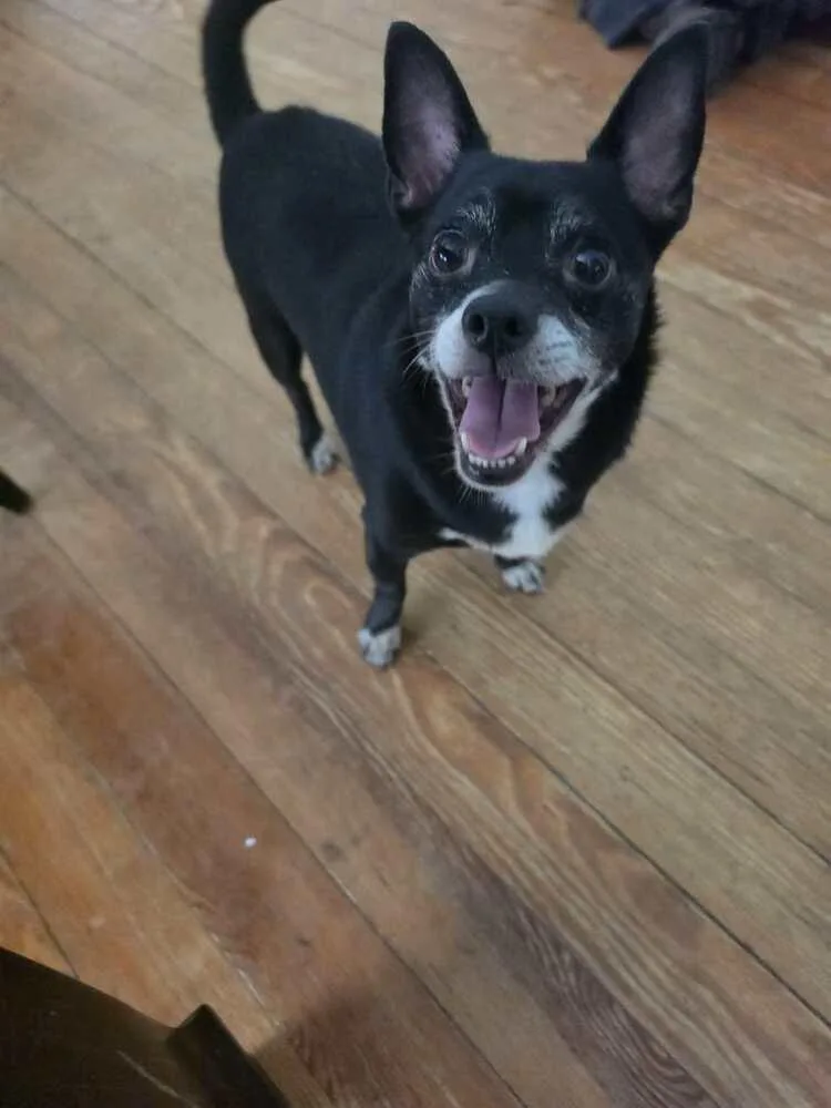 An adult small-sized male Tricolor (Brown, Black, & White) Chihuahua dog named Frankie for adoption in Wendell, NC