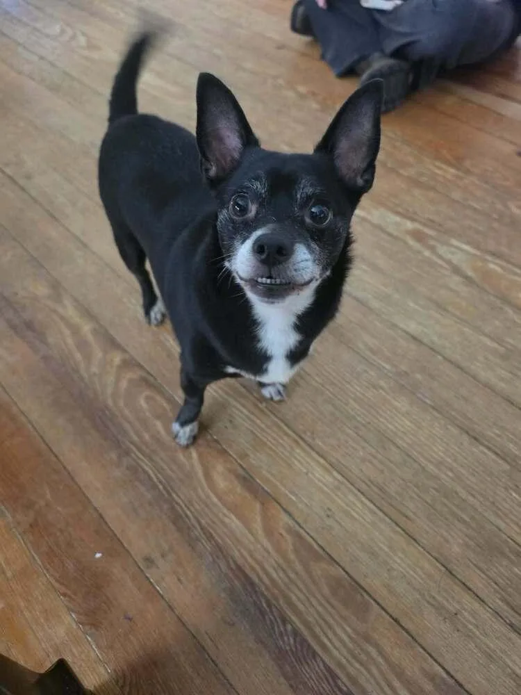 Frankie thumbnail 2