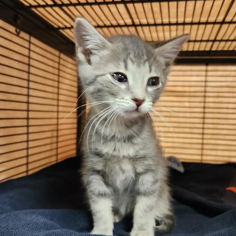 A baby small-sized female Gray / Blue / Silver Domestic Short Hair cat named Rizzo for adoption in Grand Rapids, MI