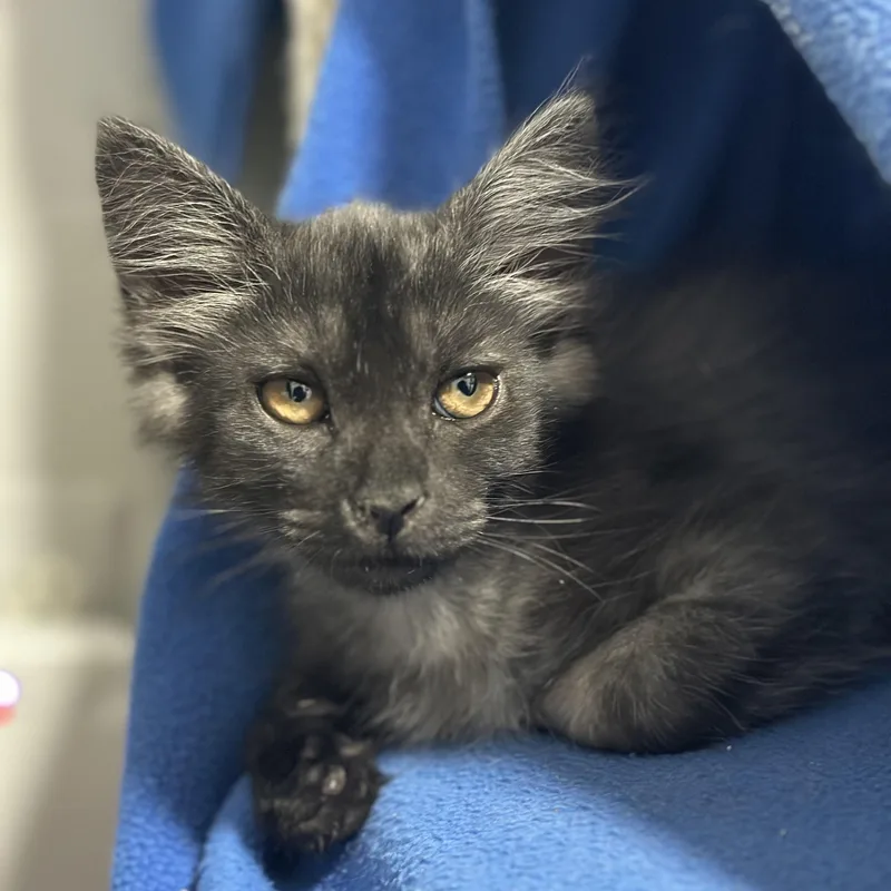 A baby medium-sized male Domestic Medium Hair cat named Flapjack for adoption in Pontiac, MI