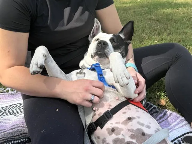 A young medium-sized female Australian Cattle Dog / Blue Heeler dog named Spuds for adoption in Phoenix, AZ