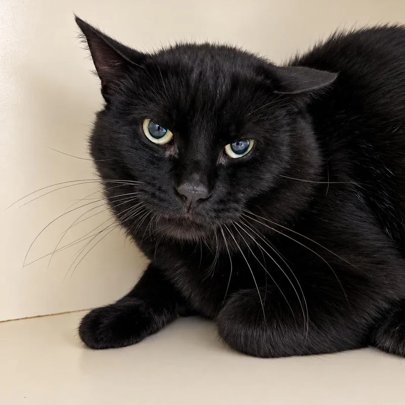 An adult large-sized male Domestic Short Hair cat named Mr. Wiggles for adoption in Victor, NY