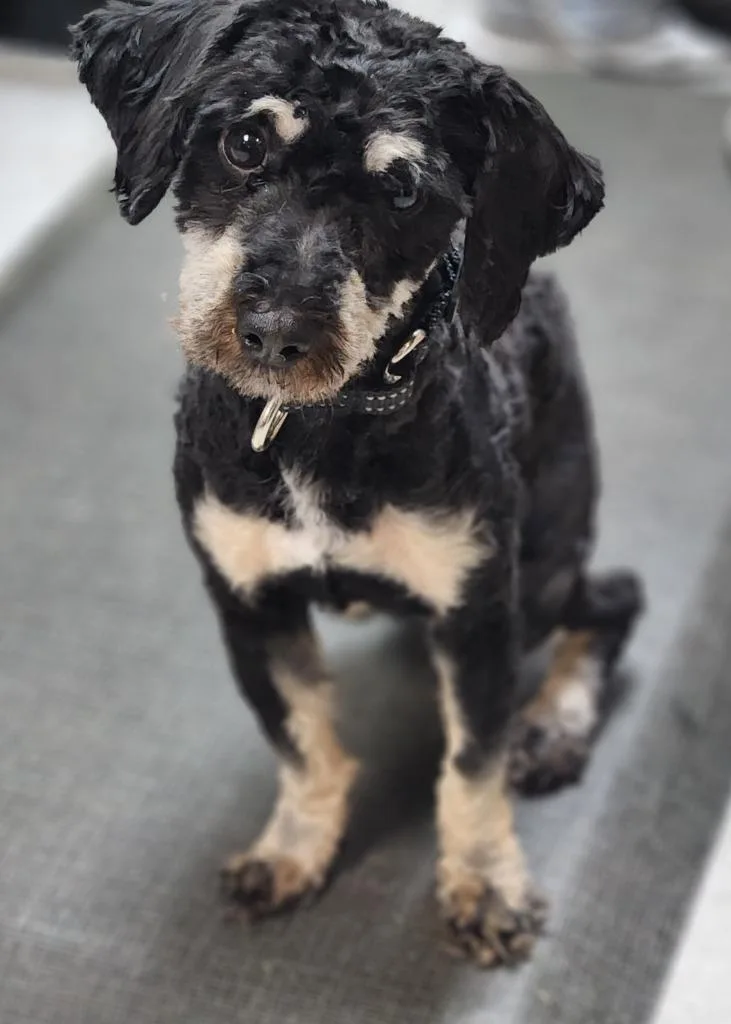A young small-sized male Poodle dog named Shaggy for adoption in Walnutport, PA