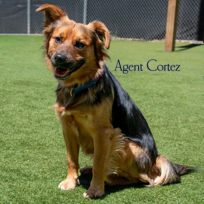 Agent Cortez thumbnail 2
