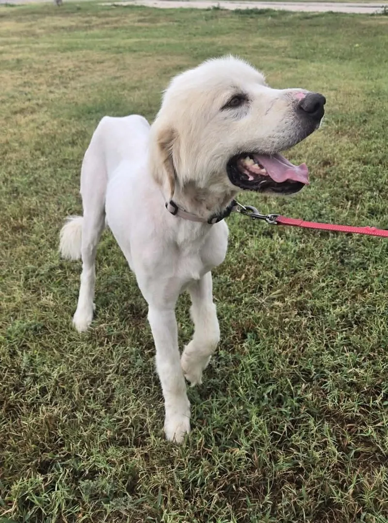 An adult large-sized male White / Cream Great Pyrenees dog named Ernie for adoption in Larned, KS