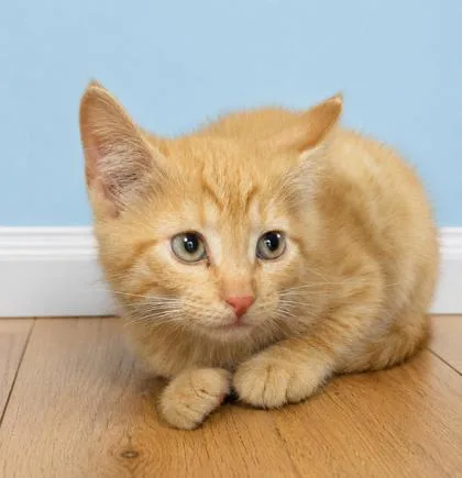 A baby medium-sized male Domestic Short Hair cat named Lumber Jack for adoption in West Memphis, AR