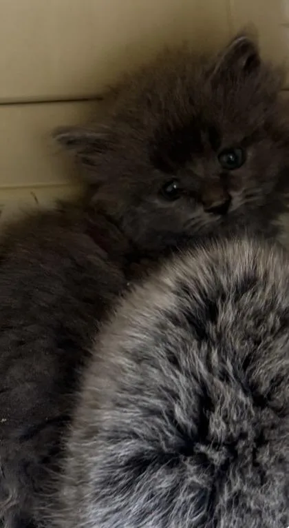 A baby small-sized female Domestic Short Hair cat named Zuri for adoption in West Chester, PA