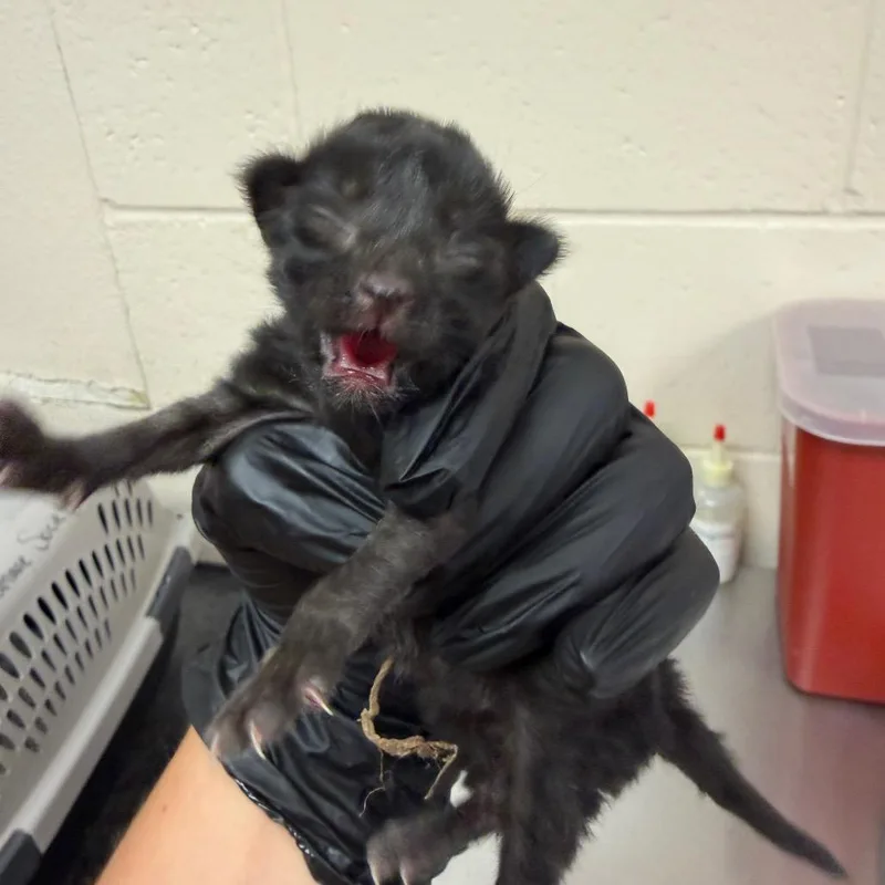 A baby small-sized female Black Domestic Short Hair cat named Eclipse for adoption in Reno, NV