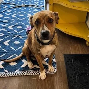 An adult medium-sized female Brindle American Staffordshire Terrier dog named Tilly for adoption in Houston, TX