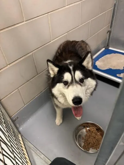An adult large-sized male Husky dog named Ares for adoption in Irving, TX