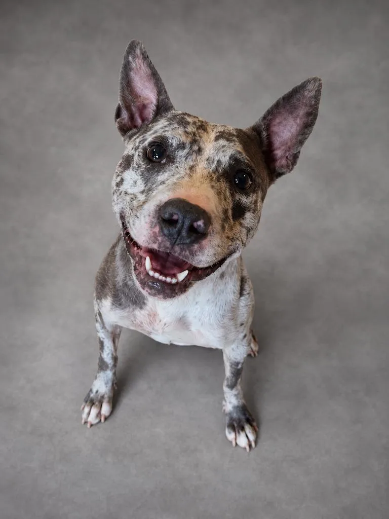 An adult medium-sized female Catahoula Leopard Dog dog named Marbles for adoption in Hardeeville, SC