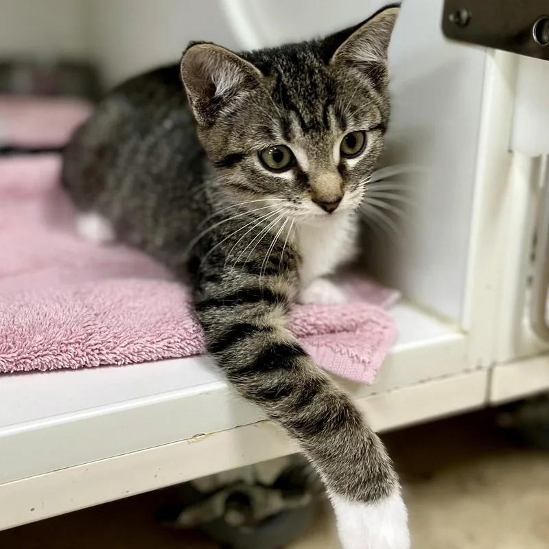 A baby medium-sized male Domestic Short Hair cat named Chris for adoption in Hilton Head Island, SC