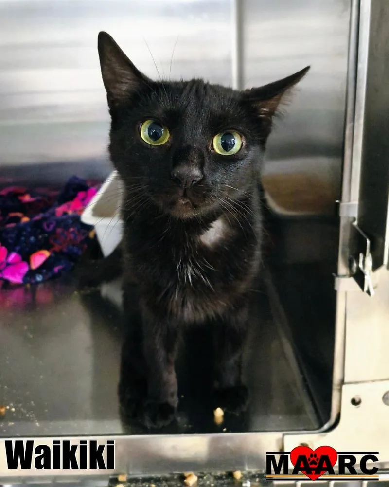 A baby medium-sized female Domestic Short Hair cat named Waikiki for adoption in Maryville, TN