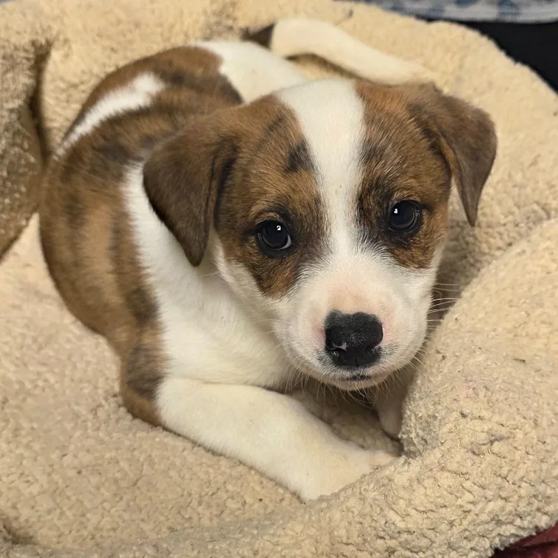 A baby medium-sized male White / Cream Mixed Breed dog named Mosaic for adoption in Alexandria, VA