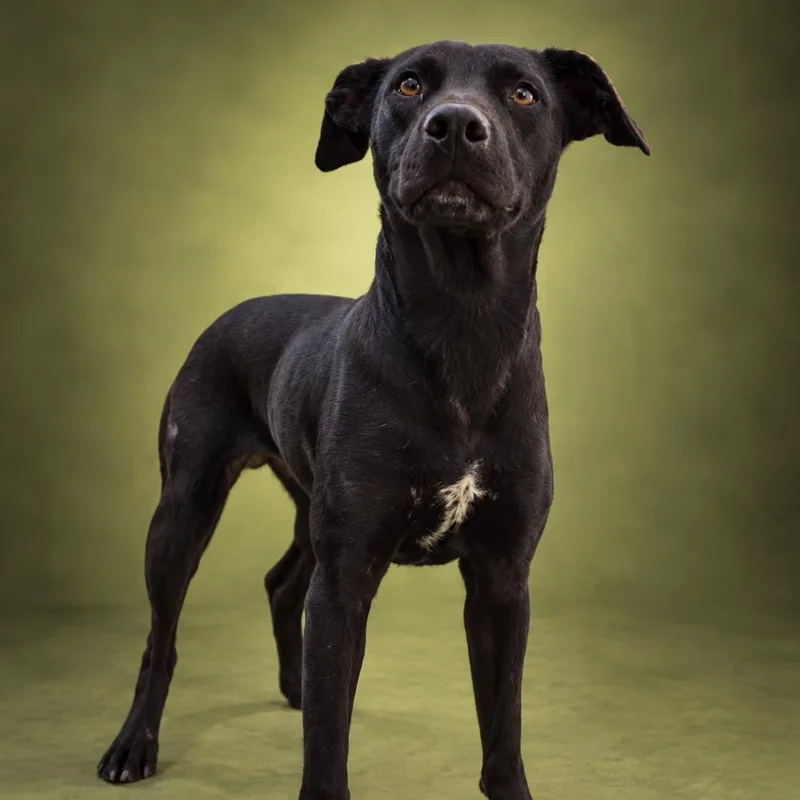 An adult medium-sized female Black Mixed Breed dog named Lizzy for adoption in Newport, TN