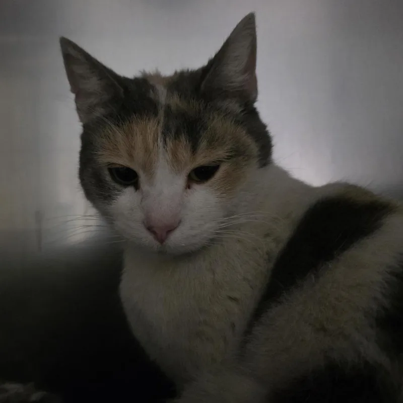 An adult medium-sized female Domestic Short Hair cat named Sugarfoot for adoption in Durango, CO