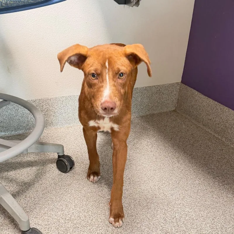 A young medium-sized female Brown / Chocolate Mixed Breed dog named Cupcake for adoption in Englewood, FL