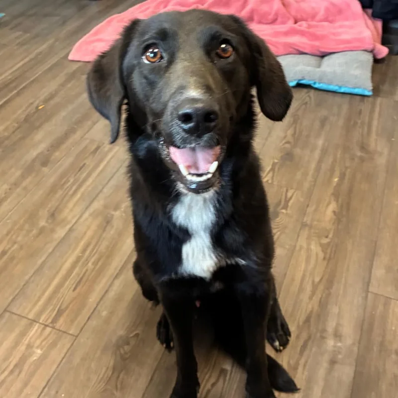 A young medium-sized male Mixed Breed dog named Homer for adoption in Danville, KY