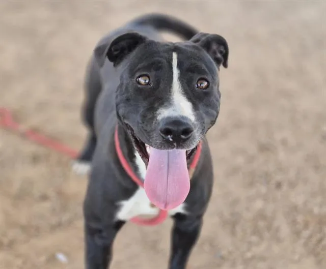 A young medium-sized female Pit Bull Terrier dog named Lucy for adoption in Albuquerque, NM