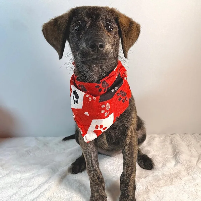 A baby small-sized male Mixed Breed dog named Ollie for adoption in Johnson City, TN