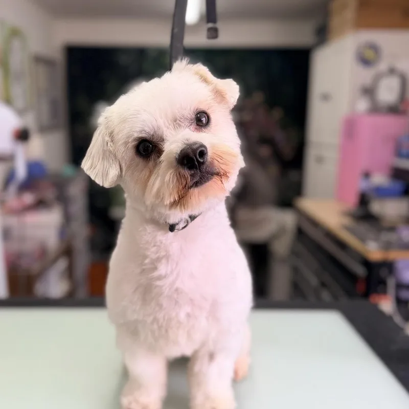 An adult small-sized male White / Cream Mixed Breed dog named Dexter for adoption in Pacific Grove, CA