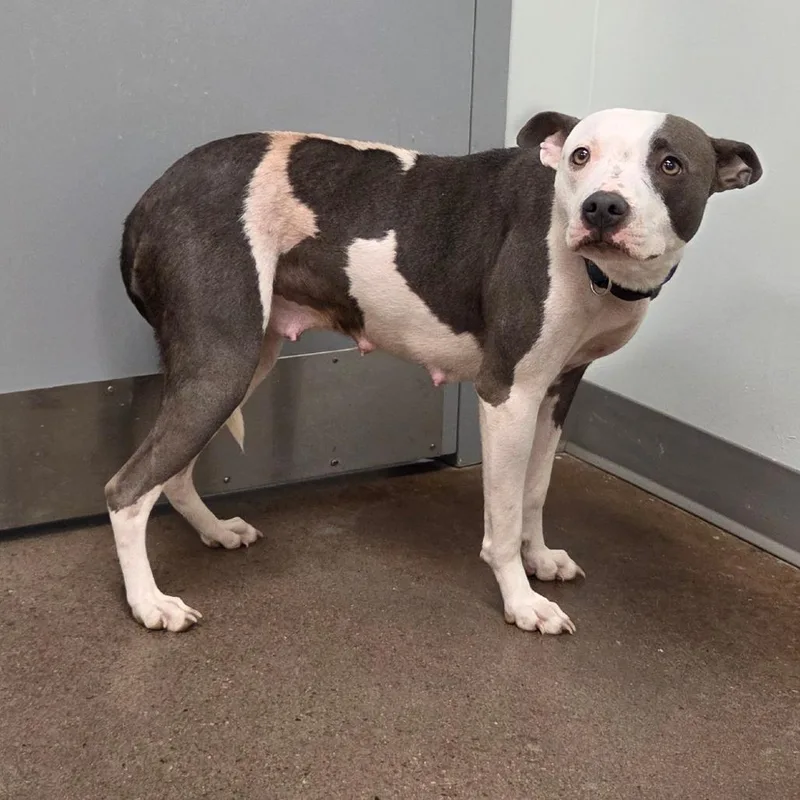 An adult medium-sized female White / Cream Pit Bull Terrier dog named Callie for adoption in Chattanooga, TN