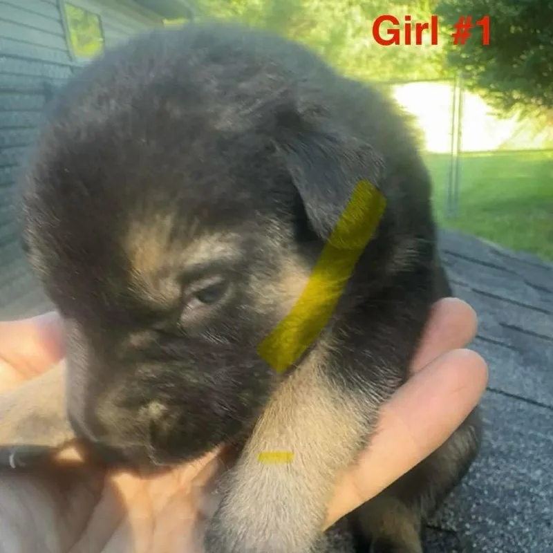 A baby large-sized female Black German Shepherd Dog dog named Riot for adoption in Columbia Station, OH