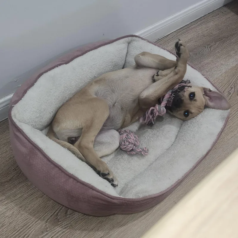 A young medium-sized female Labrador Retriever dog named Abby for adoption in Austin, TX